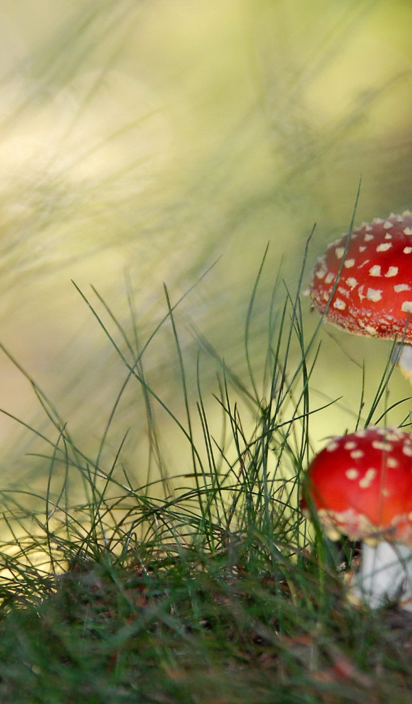 Грибы мухоморы