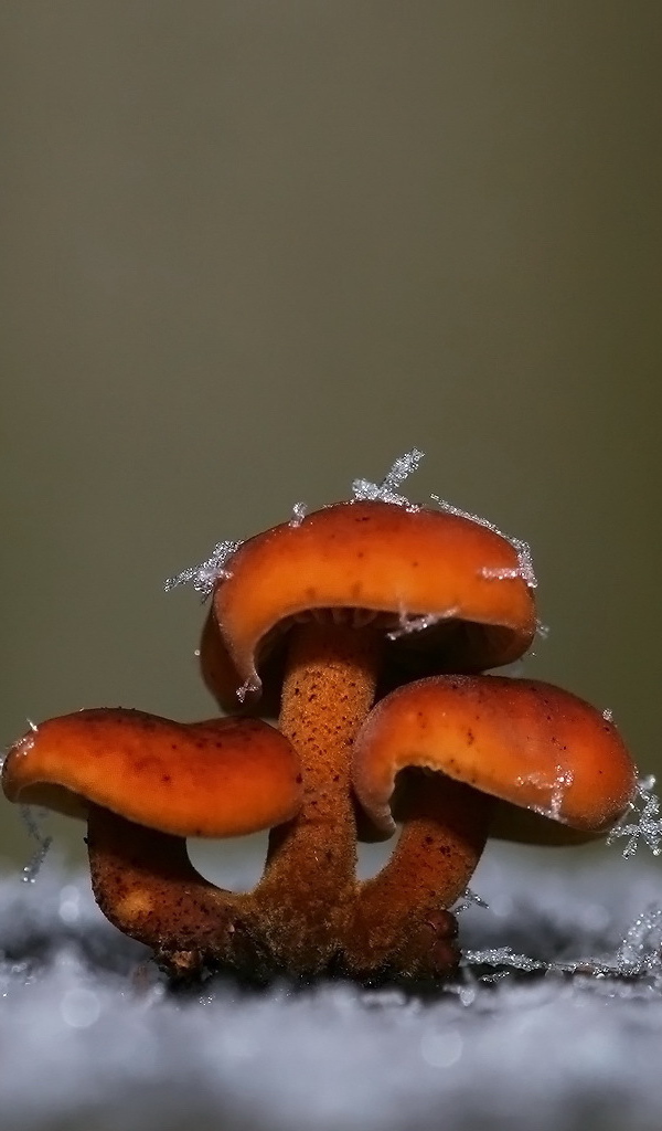 Грибы покрытые снегом