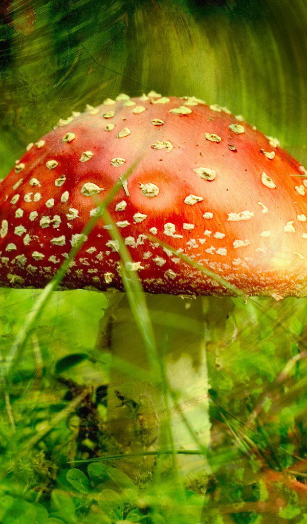 Ядовитый гриб мухомор