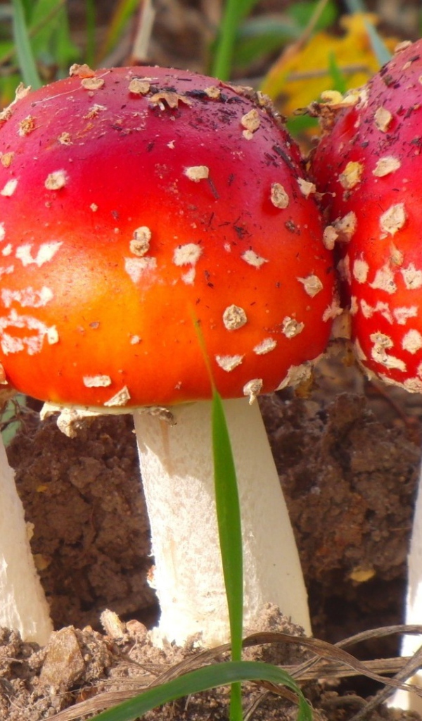 Три лесных мухомора