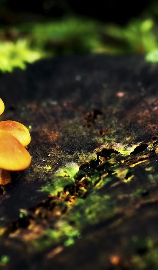 Три маленьких гриба