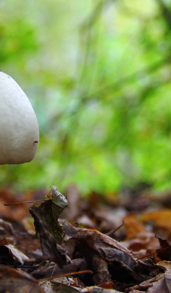 Белый гриб в лесу