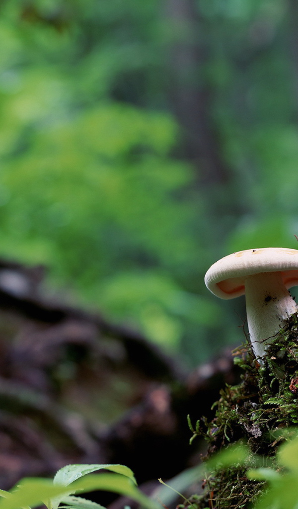 Белый гриб в лесу под деревом