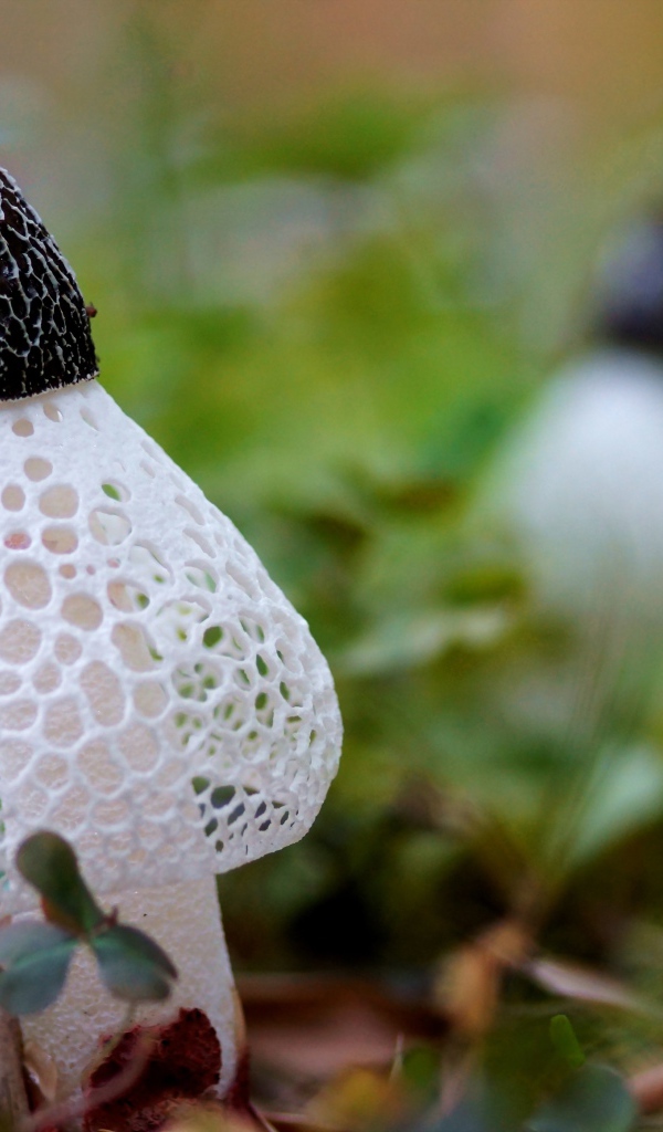 Сетчатые грибы