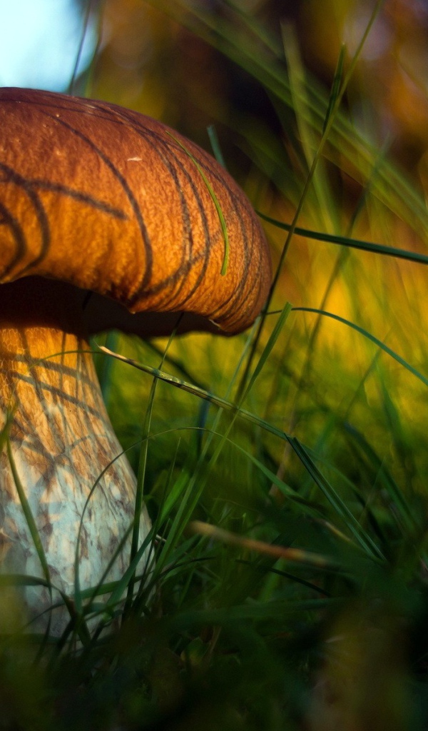 Гриб боровик в траве