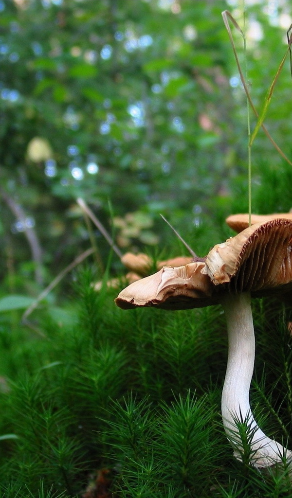 Грибы в лесном мохе