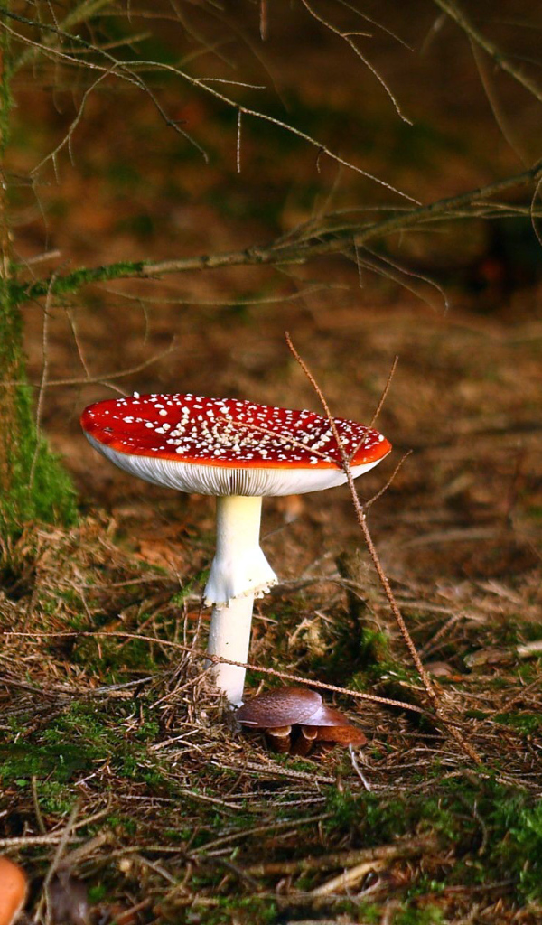 Ядовитый гриб под деревом