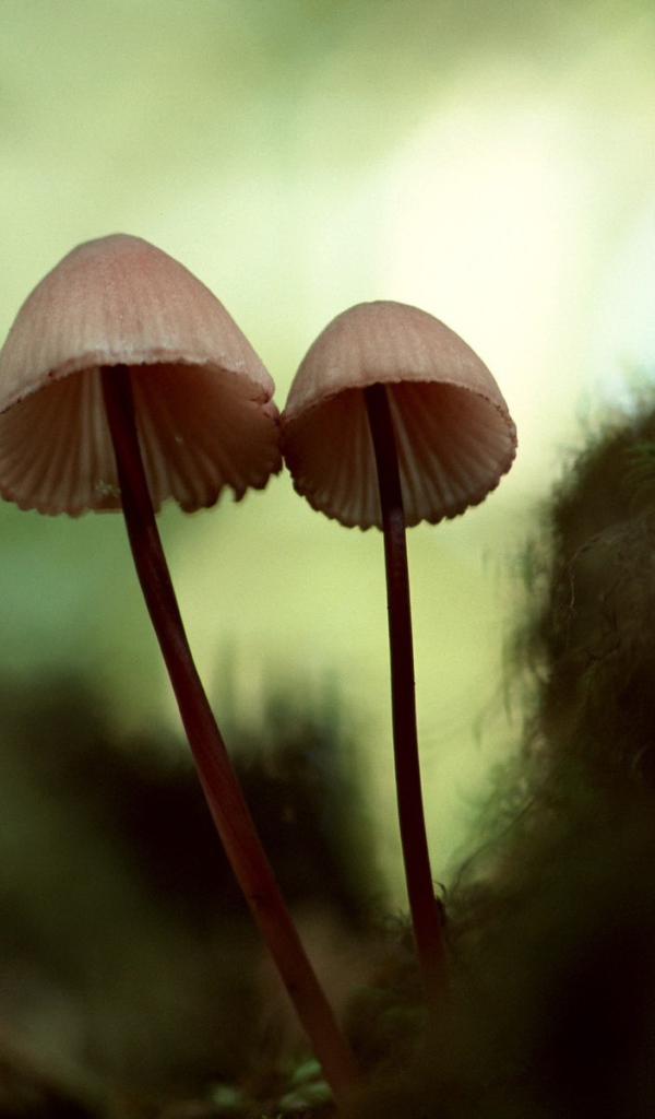 Зонтичные грибы