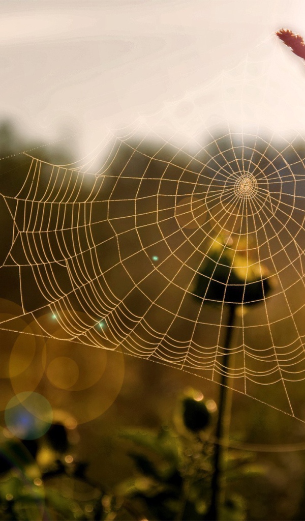 Паутина на траве