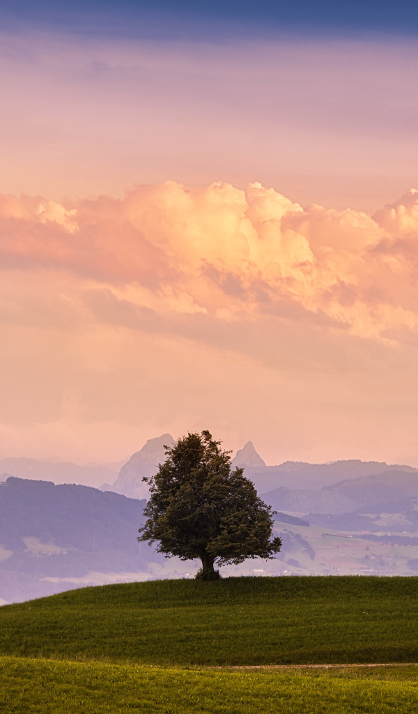 Одинокое дерево на зелёном холме