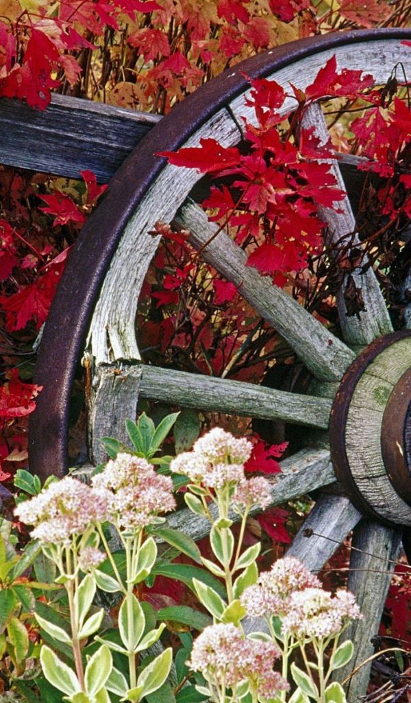 Колесо от старой телеги