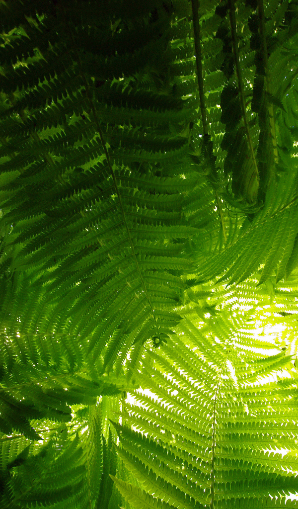 Луч света сквозь папоротник