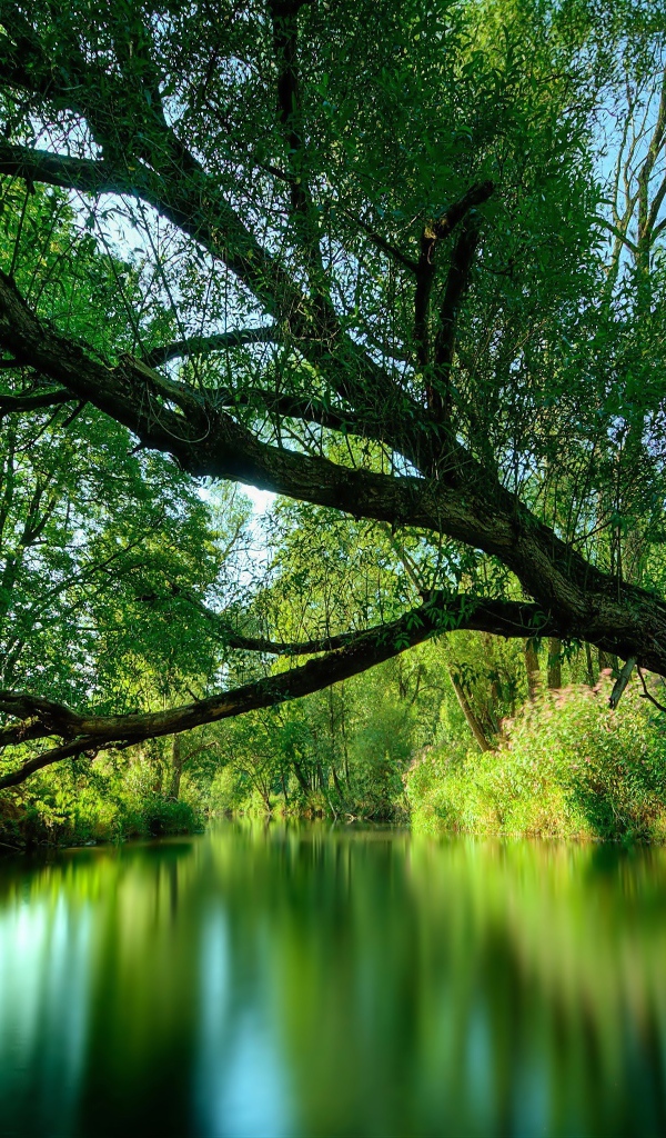 Дерево нависло над рекой