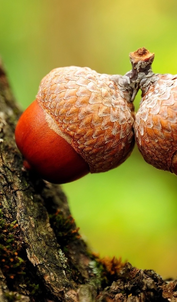 Желуди семена дуба