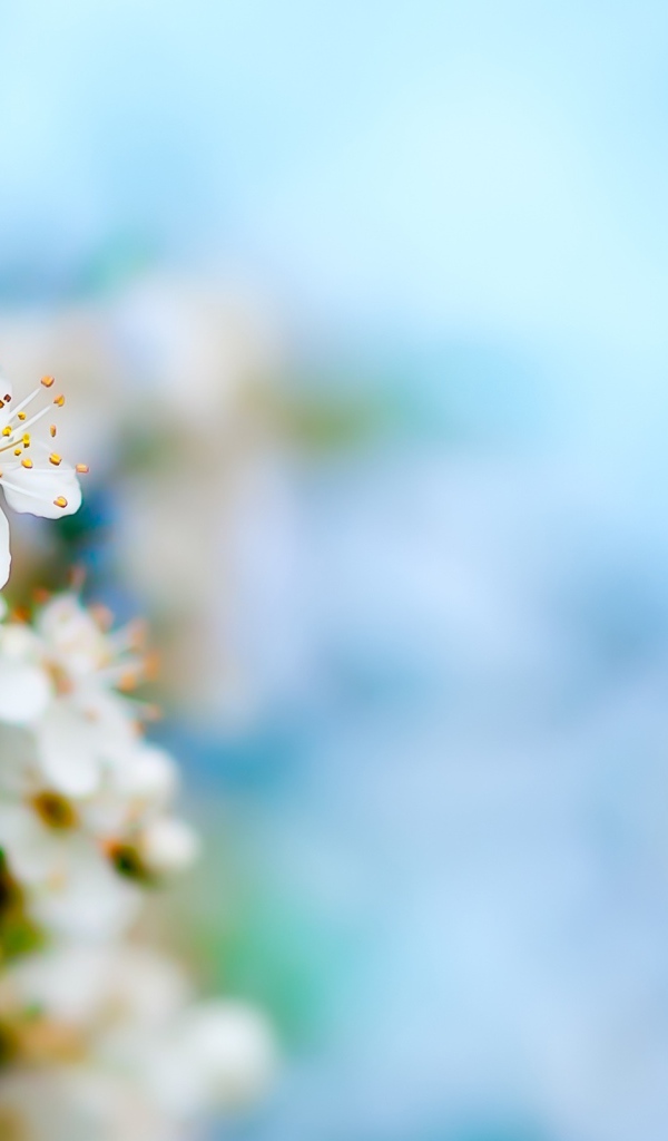 Цветение яблочного дерева