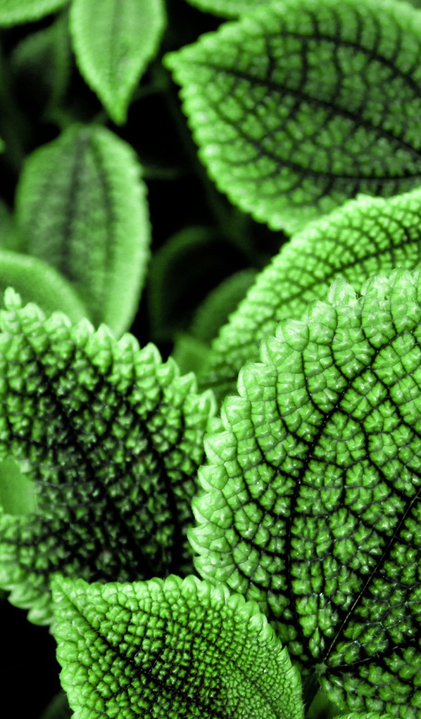 Прекрасные зеленые листья