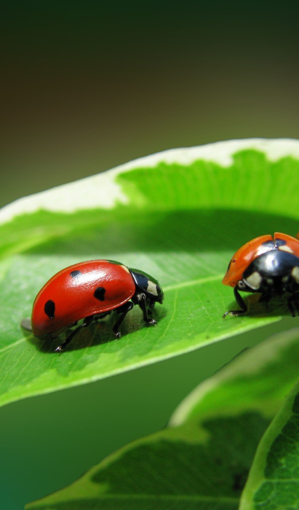 Жучки на зеленом листике