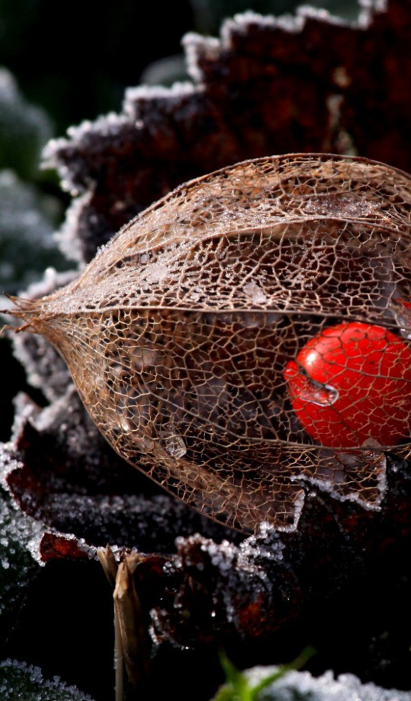 Ягода в прозрачной оболочке