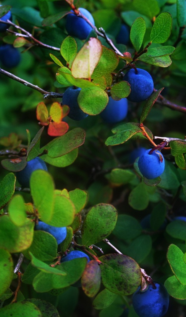 Синие ягоды в листве