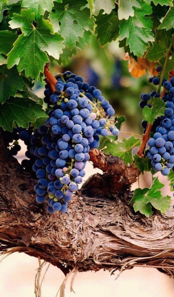 Гроздья спелого винограда