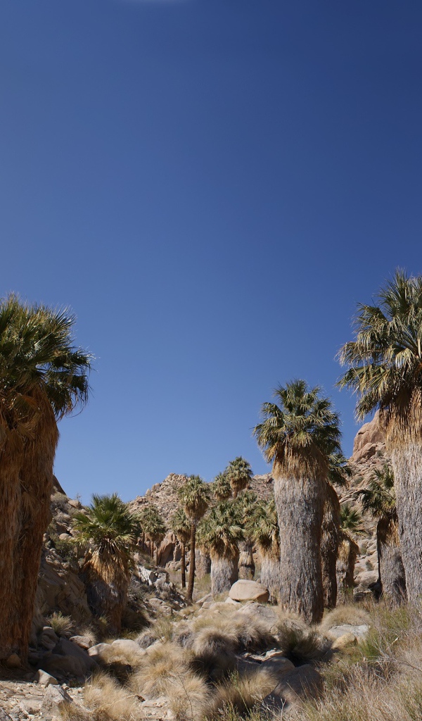 Кактусы в каменной пустыне