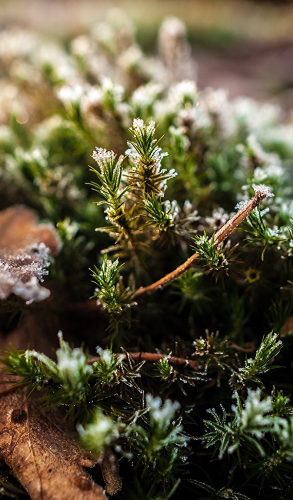 Хвойные ветки в снегу