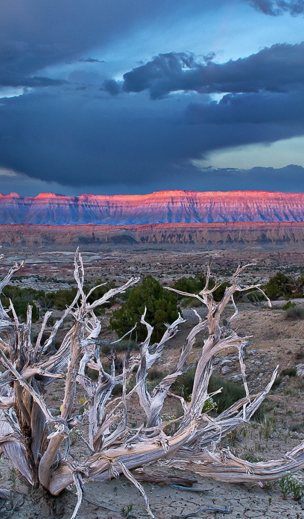 Засохшее дерево в пустыне