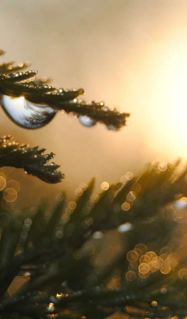 Капли на ветках дерева