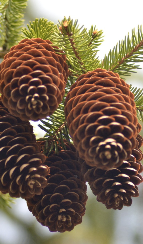 Еловые шишки на ветке