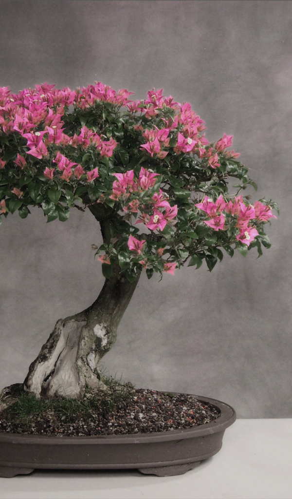 Цветущее дерево бонсай