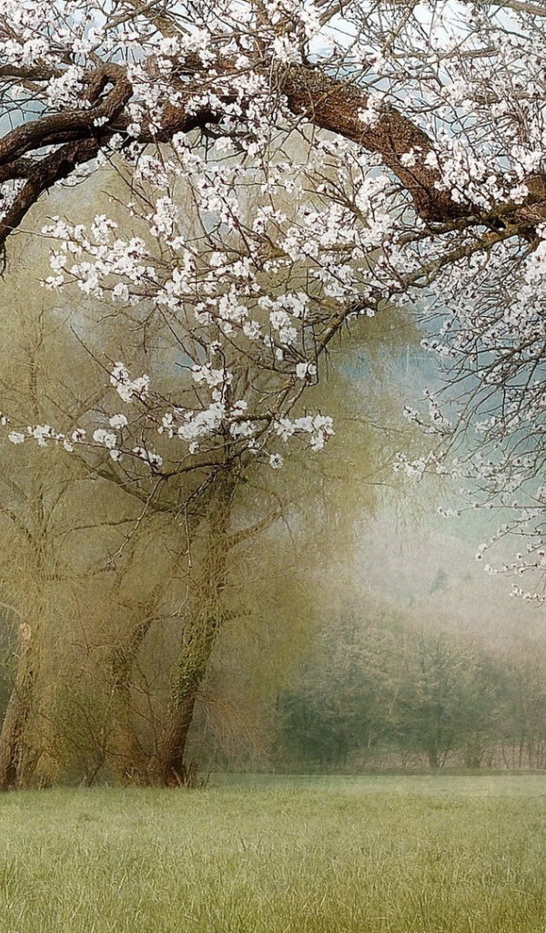 Цветущие деревья в саду