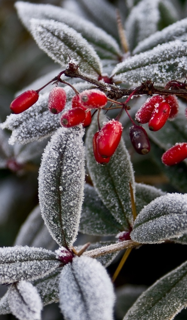 Иней на ягодах