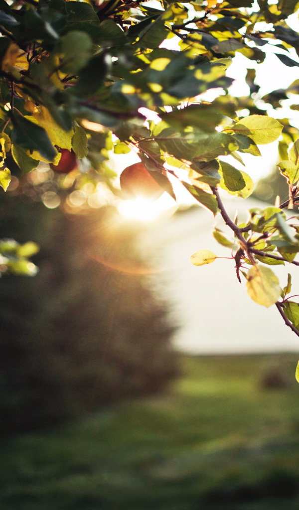 Зеленая ветка яблони