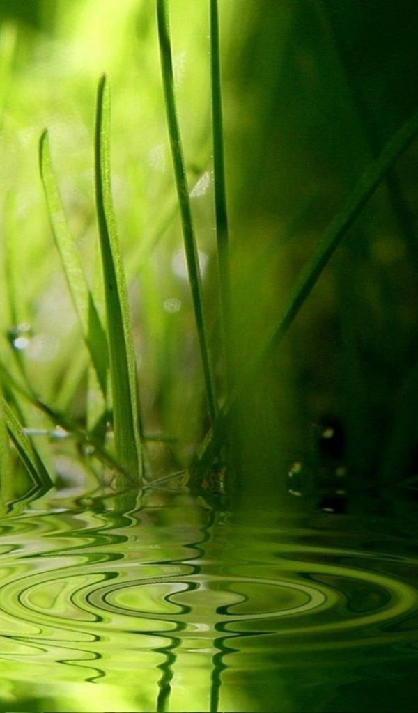 Green grass on the water