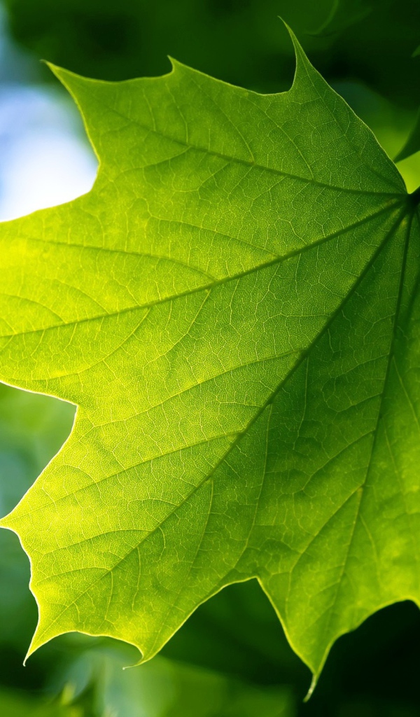 Зеленый лист