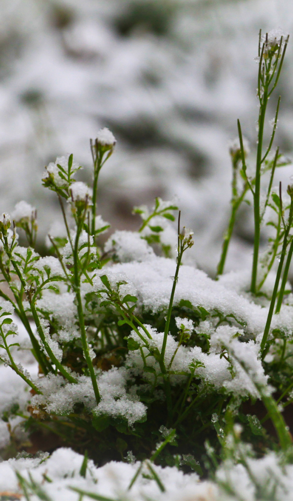 Зелень пробивается сквозь снег