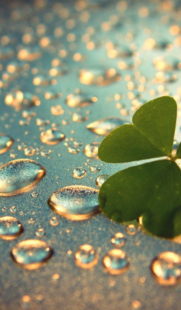 Лист клевера на каплях воды