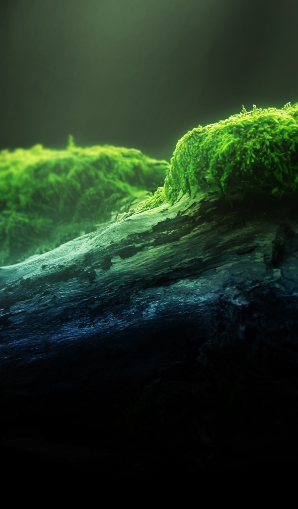 Зеленый мох
