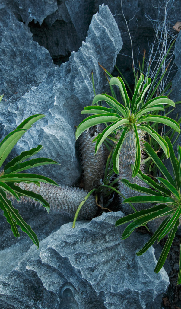 Пальмы растут в скалах