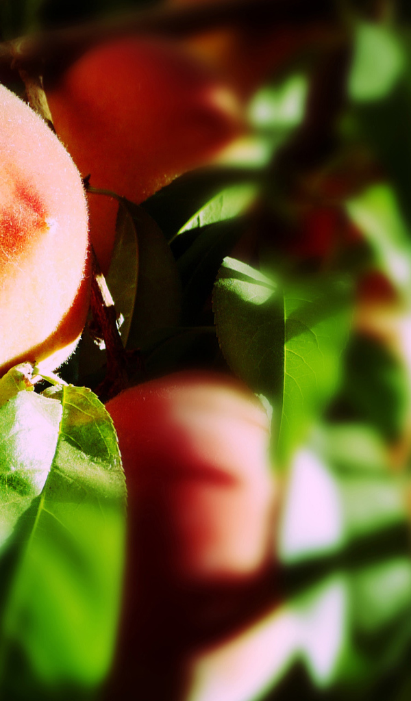 Персик на ветке