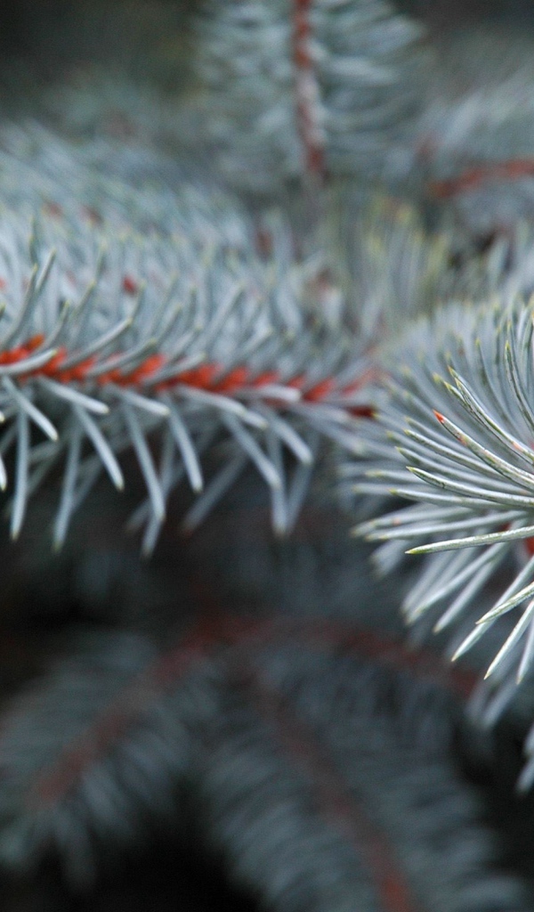 Еловые ветки