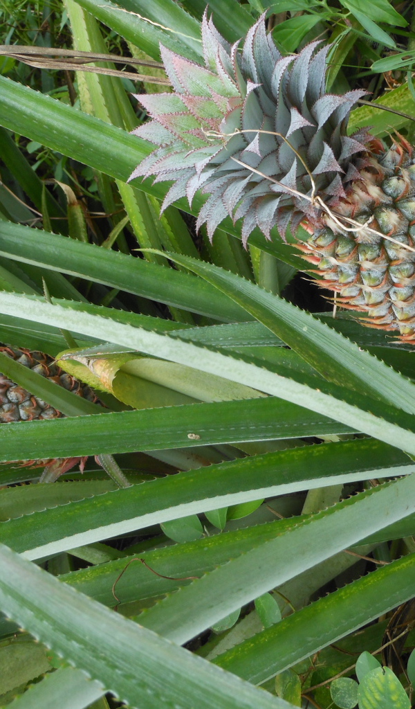 Ананас растет на кусте