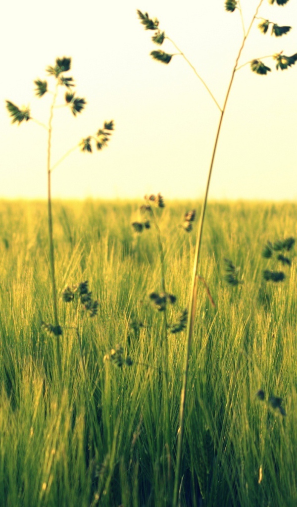 Растения в поле