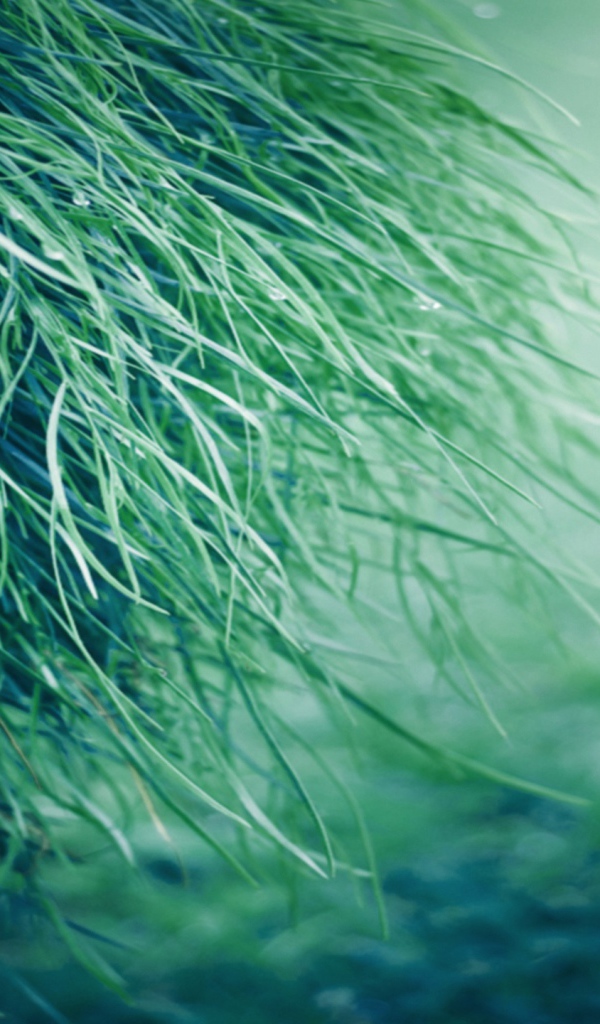 Только трава