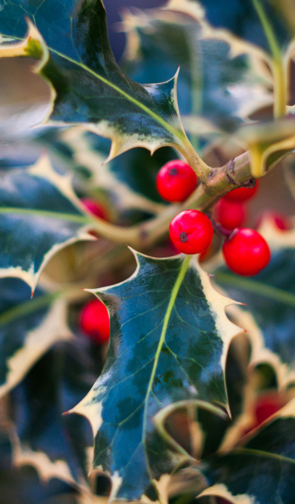 Красные ягоды на ветвях