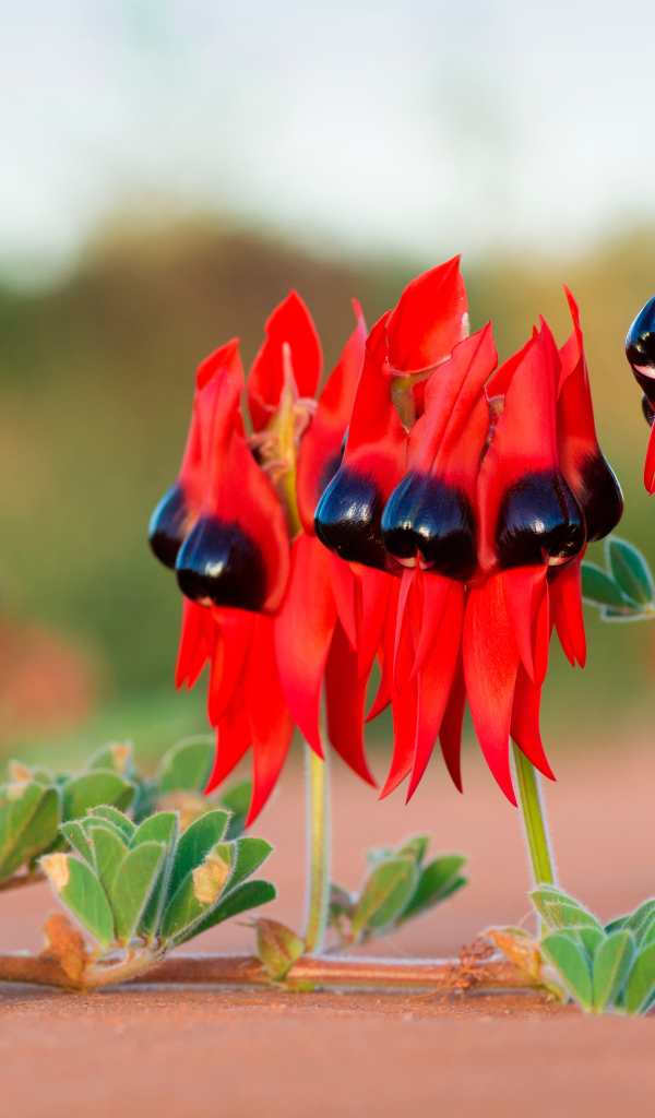 Красные цветы на ветке