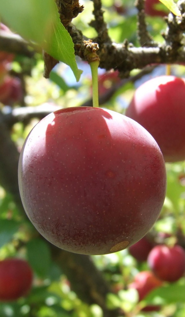 Красные фрукты на дереве