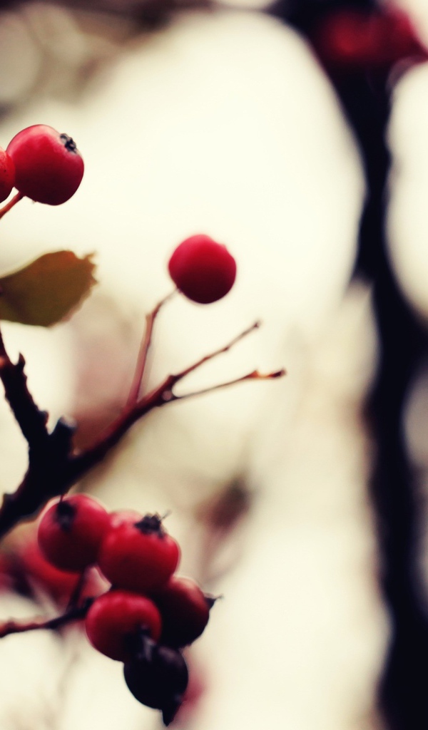 Созревшие ягоды на дереве