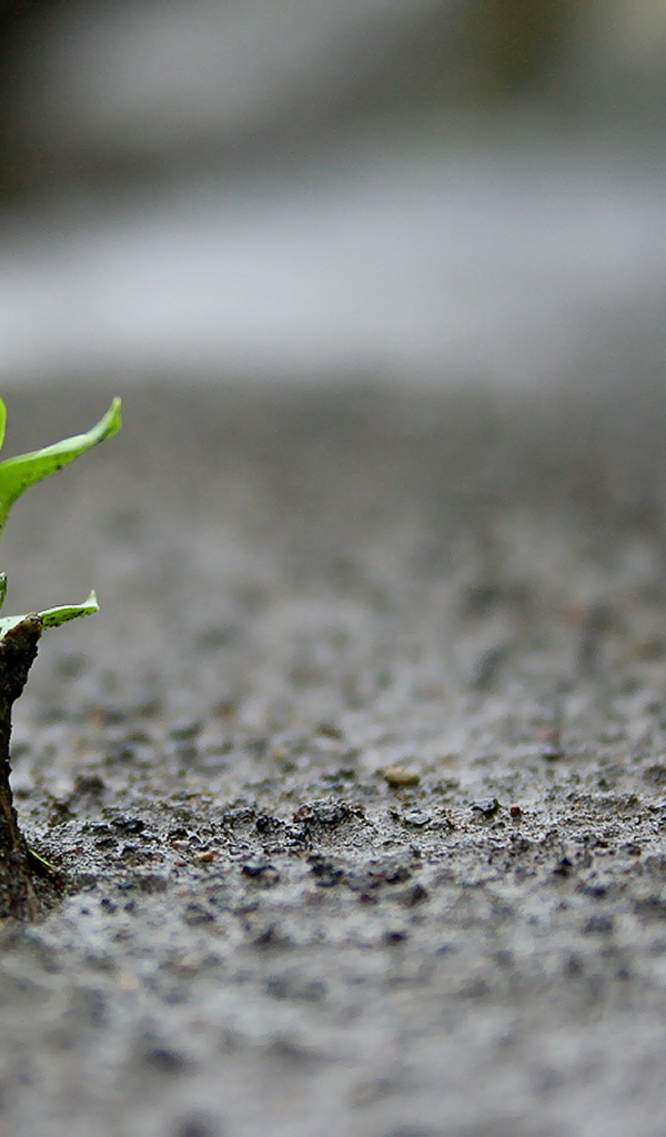 Росток вылез из земли
