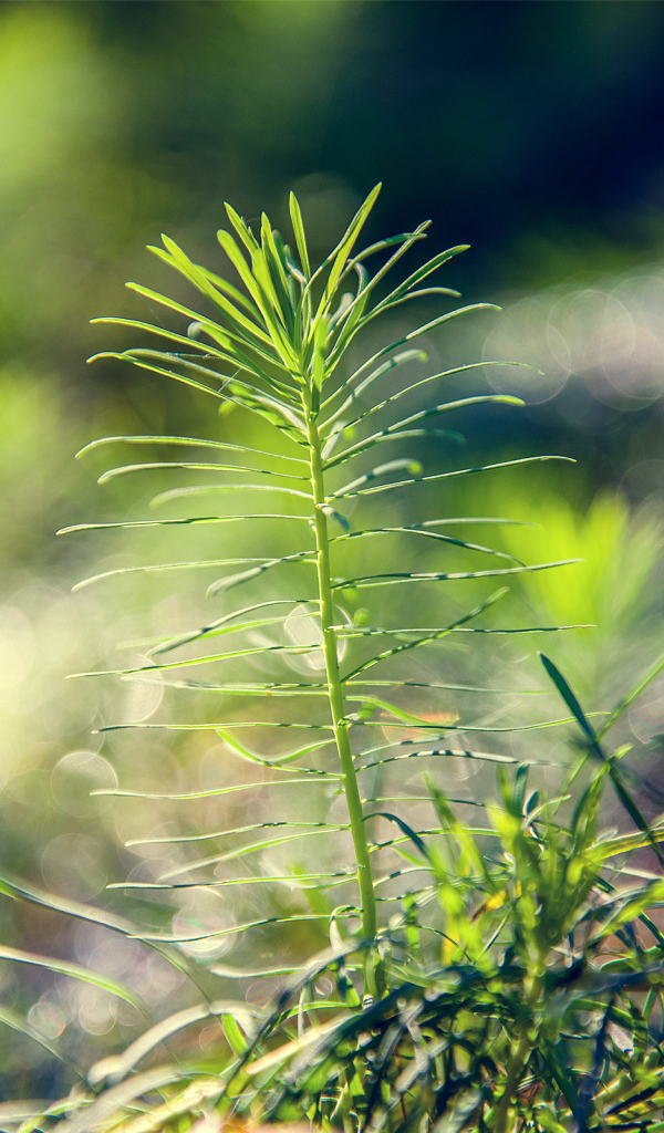 Росток тянется к солнцу